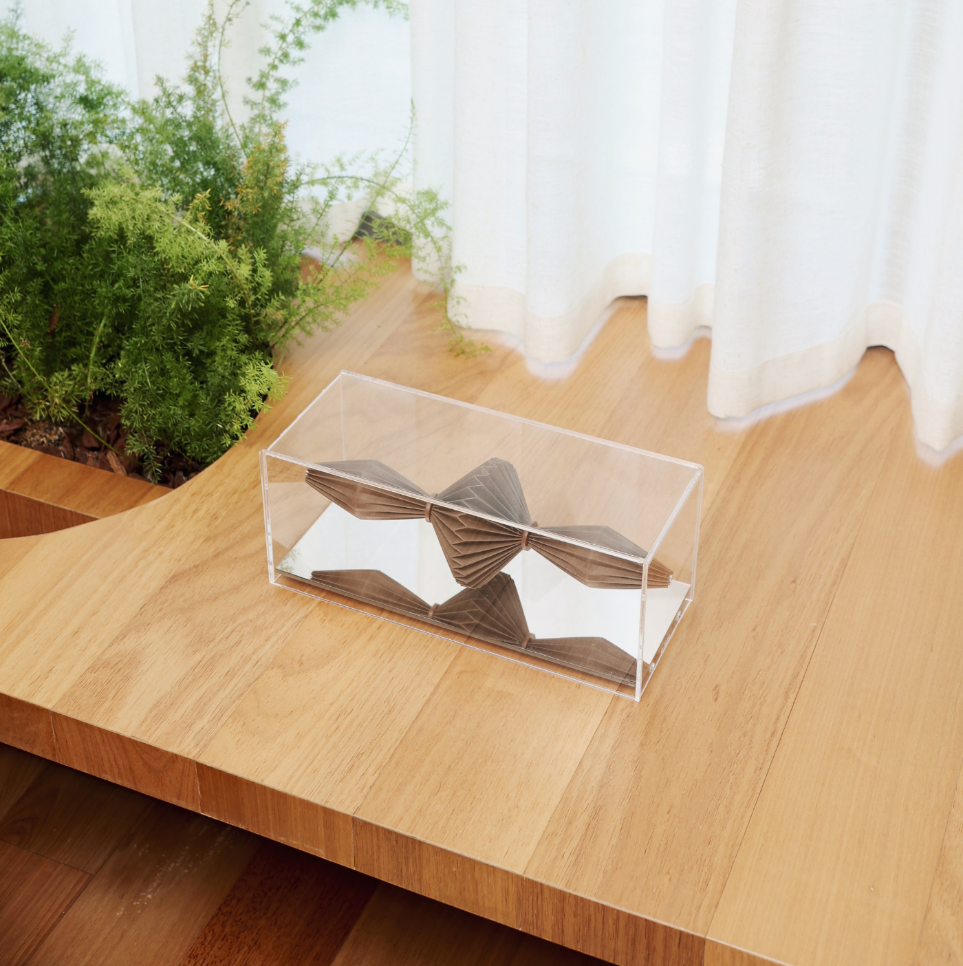 Double Triballoon Ar Brown